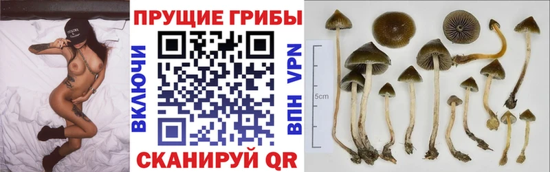 Галлюциногенные грибы ЛСД  ОМГ ОМГ вход  маркетплейс клад  Мытищи 